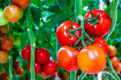 Pomodori in maturazione sulla pianta